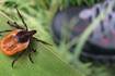 Illinois health officials warn of tick-borne illnesses as summer approaches  