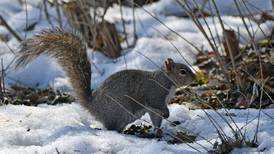 Hikes to explore and reduce stress, book club featured at Will County forest preserves