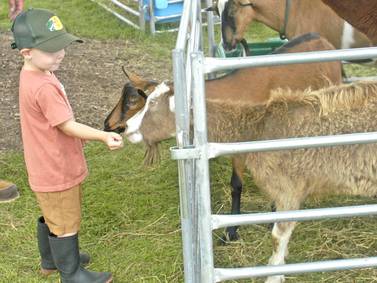 Cows, competition, food and fun: Lee County 4-H Fair concludes its 4-day run