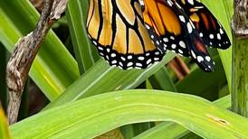 Westmont library to host monarch festival