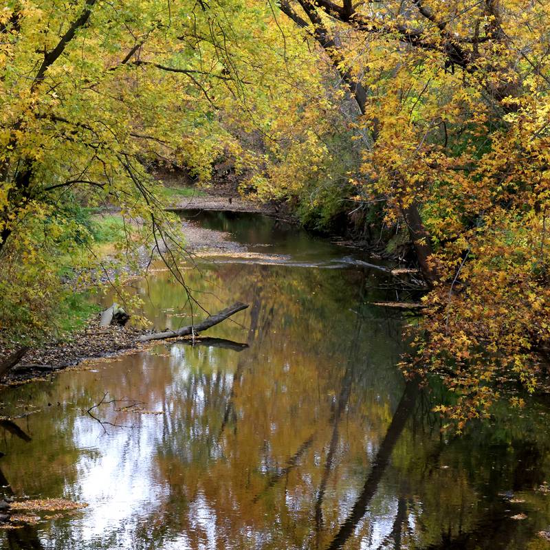 Colorful trees hang over the South Branch of the Kishwaukee river Tuesday, Oct. 22, 2024, at Sycamore Forest Preserve.