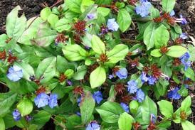 Down the Garden Path: Space to fill? Consider ground covers