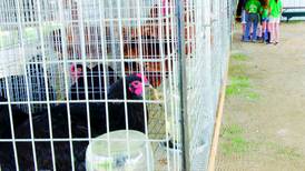 Illinois suspends poultry exhibition, sale events in response to avian flu