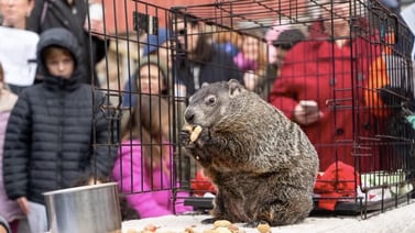 Groundhog competition: Randall Oaks Zoo brings out Cedar the groundhog for weather predictions