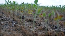 Northern Illinois isn’t in a drought anymore, but it’s still dry