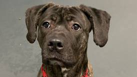 English mastiff mix ready for home and family