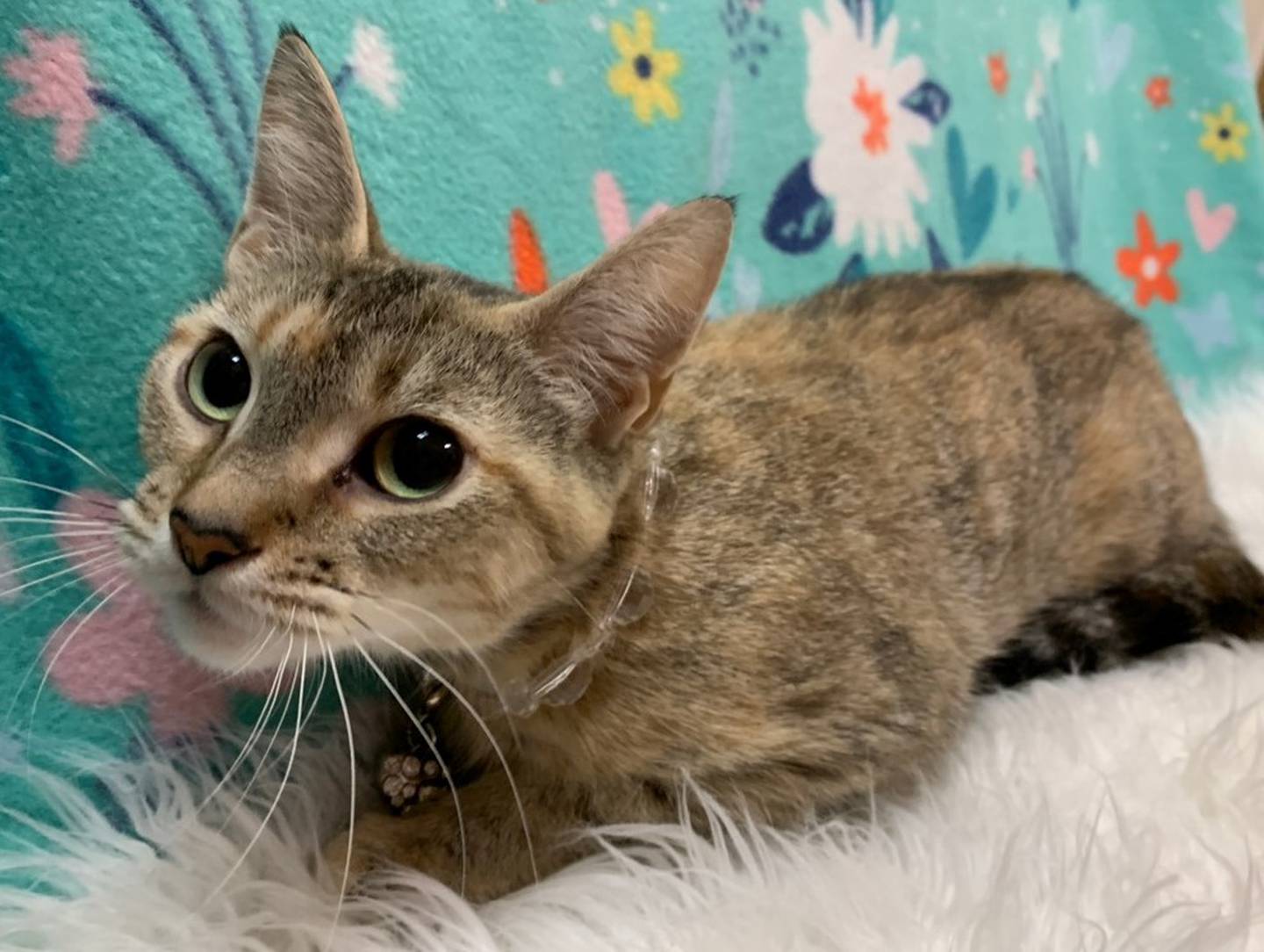 Two-year-old Natia is shy but sweet, talkative and fond of pets once she feels comfortable. She’s comfortable around other cats and might like a feline sibling or two. To meet Natia, call Joliet Township Animal Control at 815-725-0333. Visit JolietTownshipAnimalControl.net.