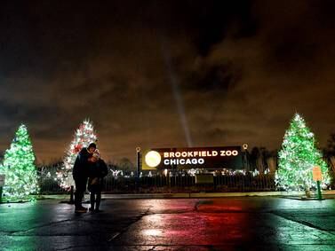 Experience holiday magic at Brookfield Zoo Chicago this season