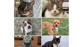 Will County Pets of the Week: Jan. 13, 2025