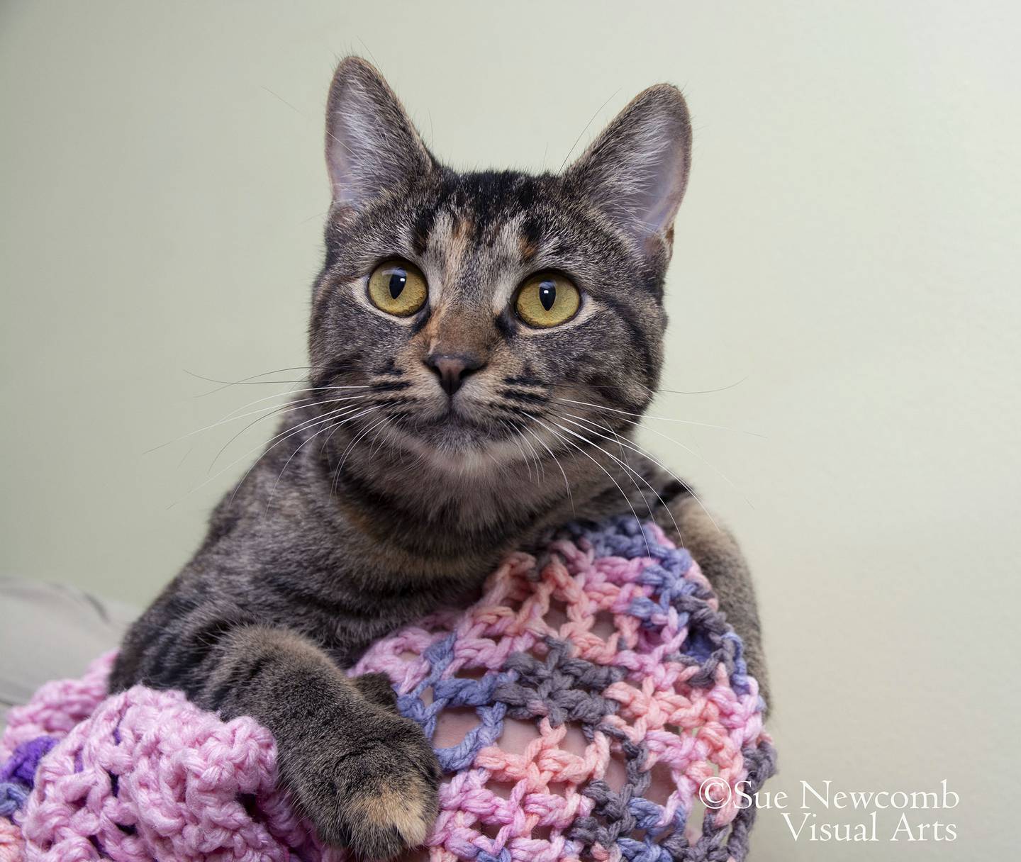 Pepper is a young domestic shorthair mix who is outgoing and loves to be around people. She also loves to explore and play, and the shelter is working on introducing her to other cats. Contact the Will County Humane Society at willcountyhumane.com and follow the instructions for the adoption process.