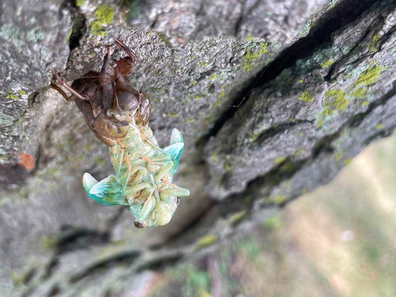 Hello, world! After spending somewhere between two and five years underground, this cicada sheds its hard outer covering one more time in preparation for its final life stage.