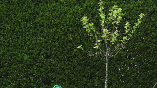 Experts explain why fall is the best time to plant trees