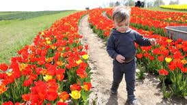 Photos: Midwest Tulip Festival at Kuipers Family Farm in Maple Park