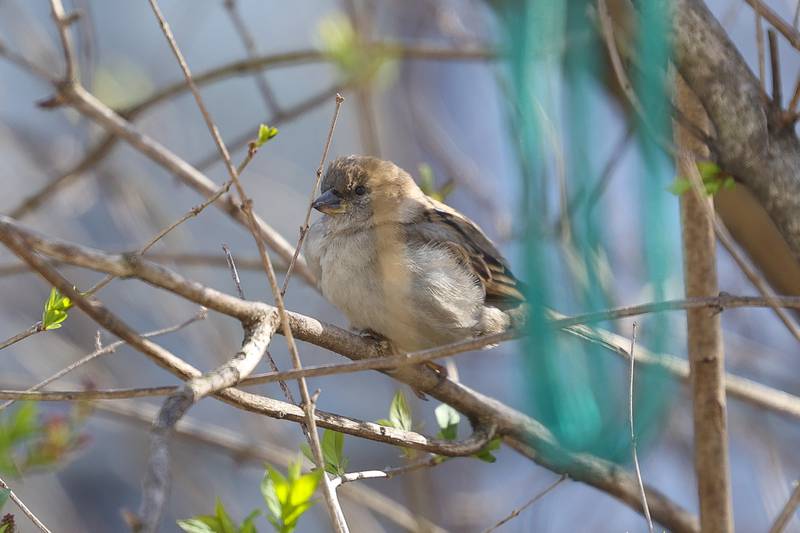 A female house sparrow sits in a tree on Saturday, March 23, 2024.