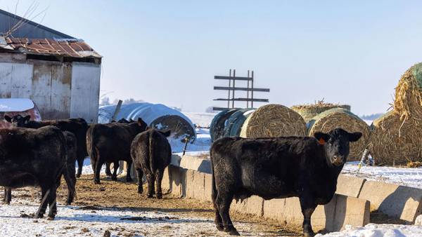 Livestock prices favorable; risk management remains key