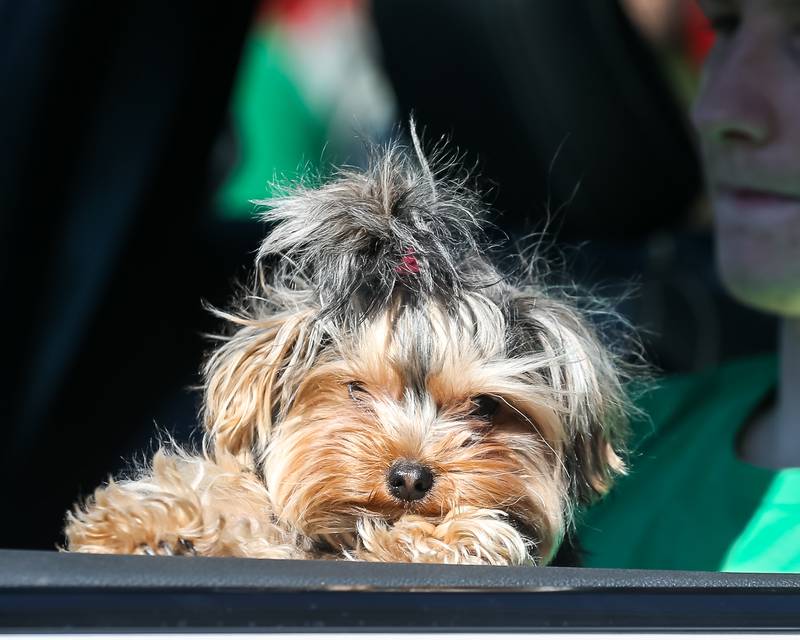 A dog looks out at the crowd from a car in the Lemont St. Pat's Day Parade on Saturday, March 8, 2025  in Lemont.