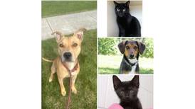 Pets of the Week: Nov. 20, 2023