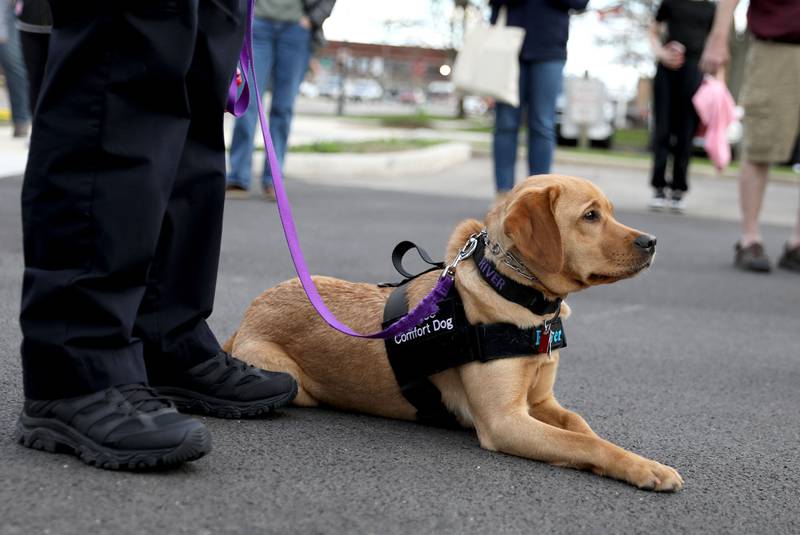River, the Batavia Police Department’s new 11-month-old comfort dog, meets the public with her handler, Officer Liz Webb, before being sworn in on Monday, April 21, 2025 during a Batavia City Council meeting.