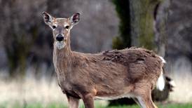 More than 81,000 deer harvested during Illinois firearm deer season