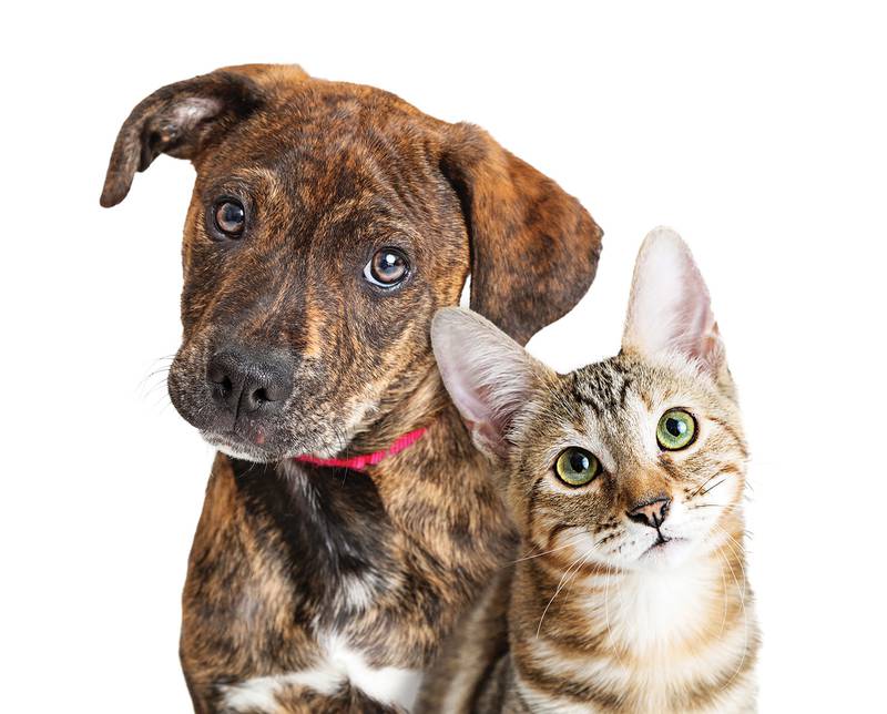 All Creatures Great & Small - What To Know When Adopting a Rescue Animal