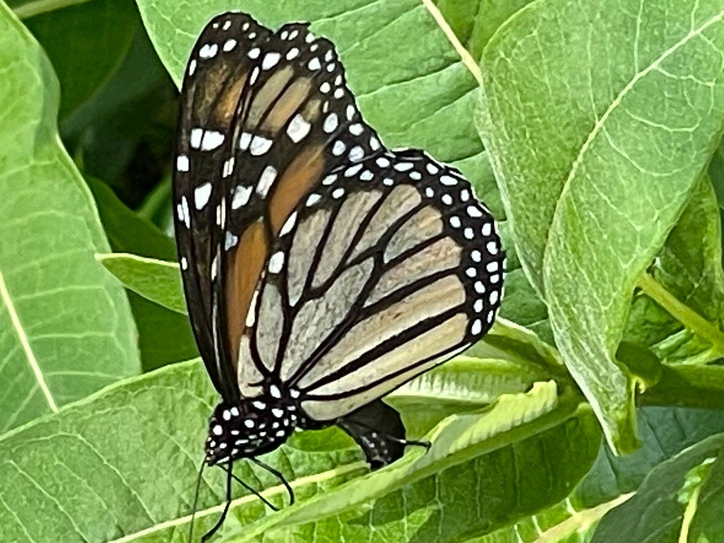 The eighth annual "Monarchs and Music" festival will take place Sunday, August 14, 2022, at Main Beach in Crystal Lake, just weeks after the migrating pollinator species was declared endangered.