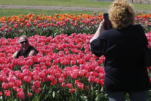 Photos: Tulip Festival at Richardson Adventure Farm