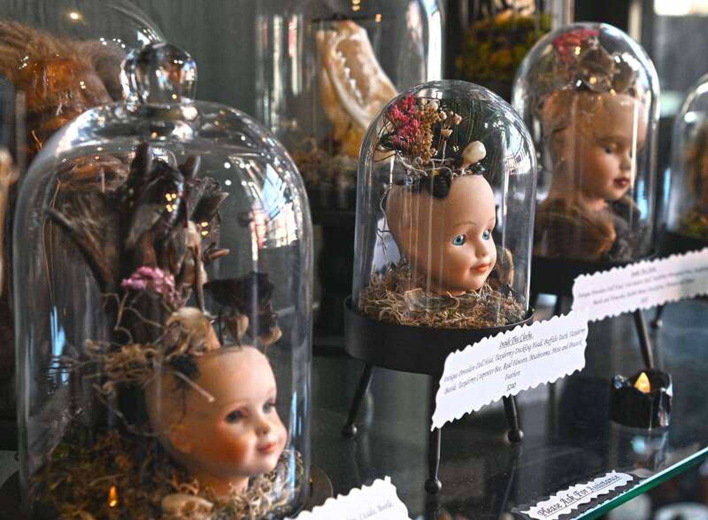 Vintage Victorian doll heads share space in cloches with items such as taxidermied animal parts, feathers and flowers at Morbid Mementos in Elgin.