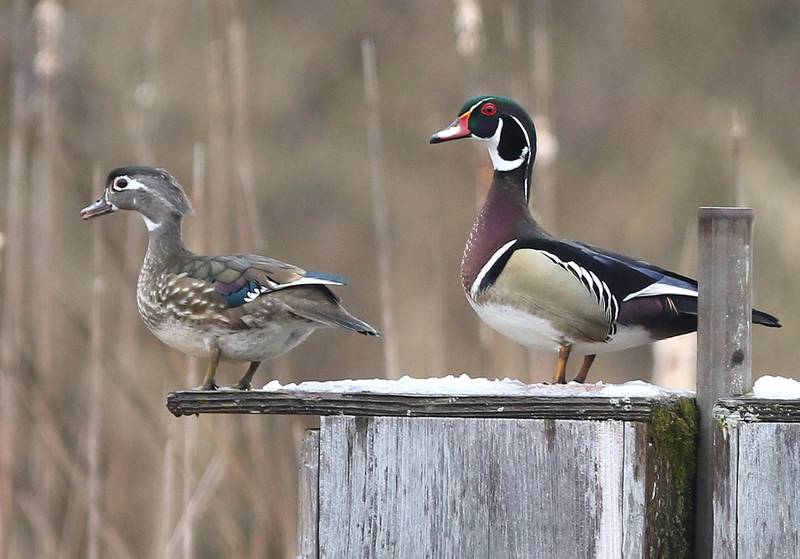 Photos Easter weekend ends in spring snowfall at Shabbona Lake State Park Shaw Local