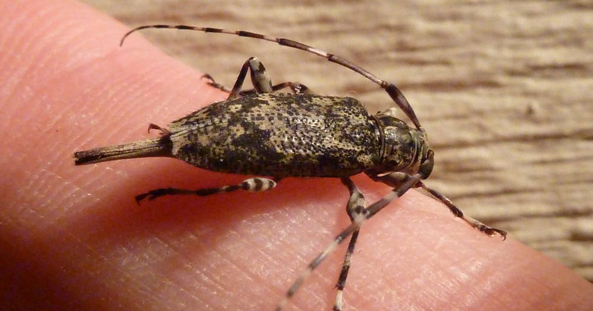 Good Natured in St. Charles: Long-horned beetle encounter ...