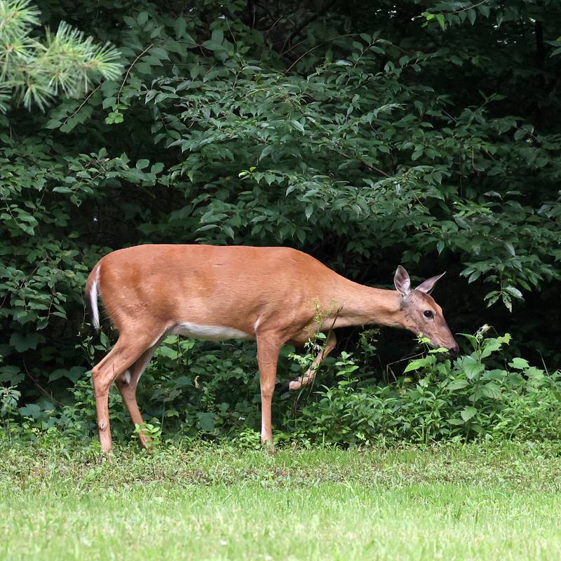 A white-tailed deer grazes along the edge of the woods Monday, July 22, 2024, at Shabbona Lake State Recreation Area in Shabbona Township.