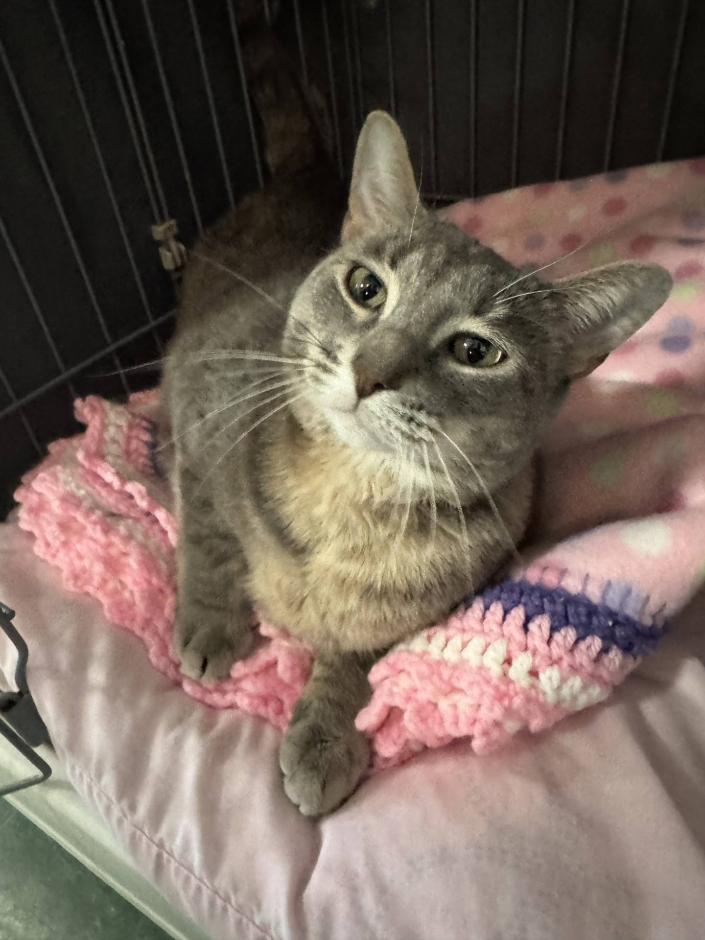 Mary is a friendly 6-year-old domestic shorthair that came to NAWS through a local animal control where she was at risk of being euthanized. Mary is gentle, curious and appreciative of attention. She patiently waits for visitors to stop and spend time with her and then melts when petted. She will make a wonderful companion kitty. To meet Mary, email Catadoptions@nawsus.org. Visit nawsus.org.