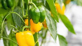 Down the Garden Path: Snacking peppers bring big flavor in a small size