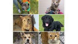Pets of the Week: Oct. 23, 2023