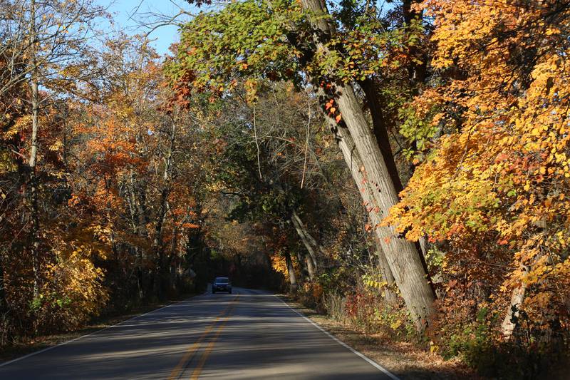 Trees reach their peak along the main entrance road on Thursday, Oct. 24, 2024 at Starved Rock State Park.