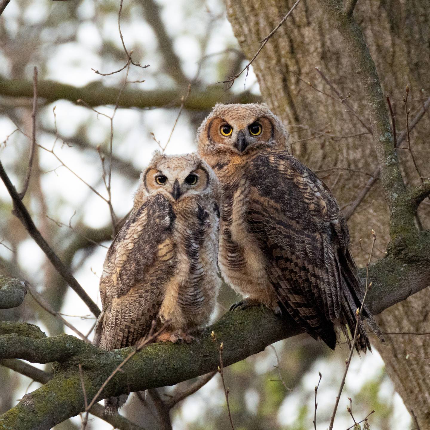 A pair of great horned owls hatched two owlets this spring and have been seen near Justine Neslund's home - and a nearby church which removed rodenticide traps to protect the birds.