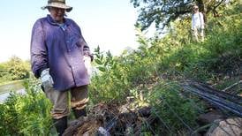 Missing since 1873: Rare clover found on Kankakee River’s Langham Island