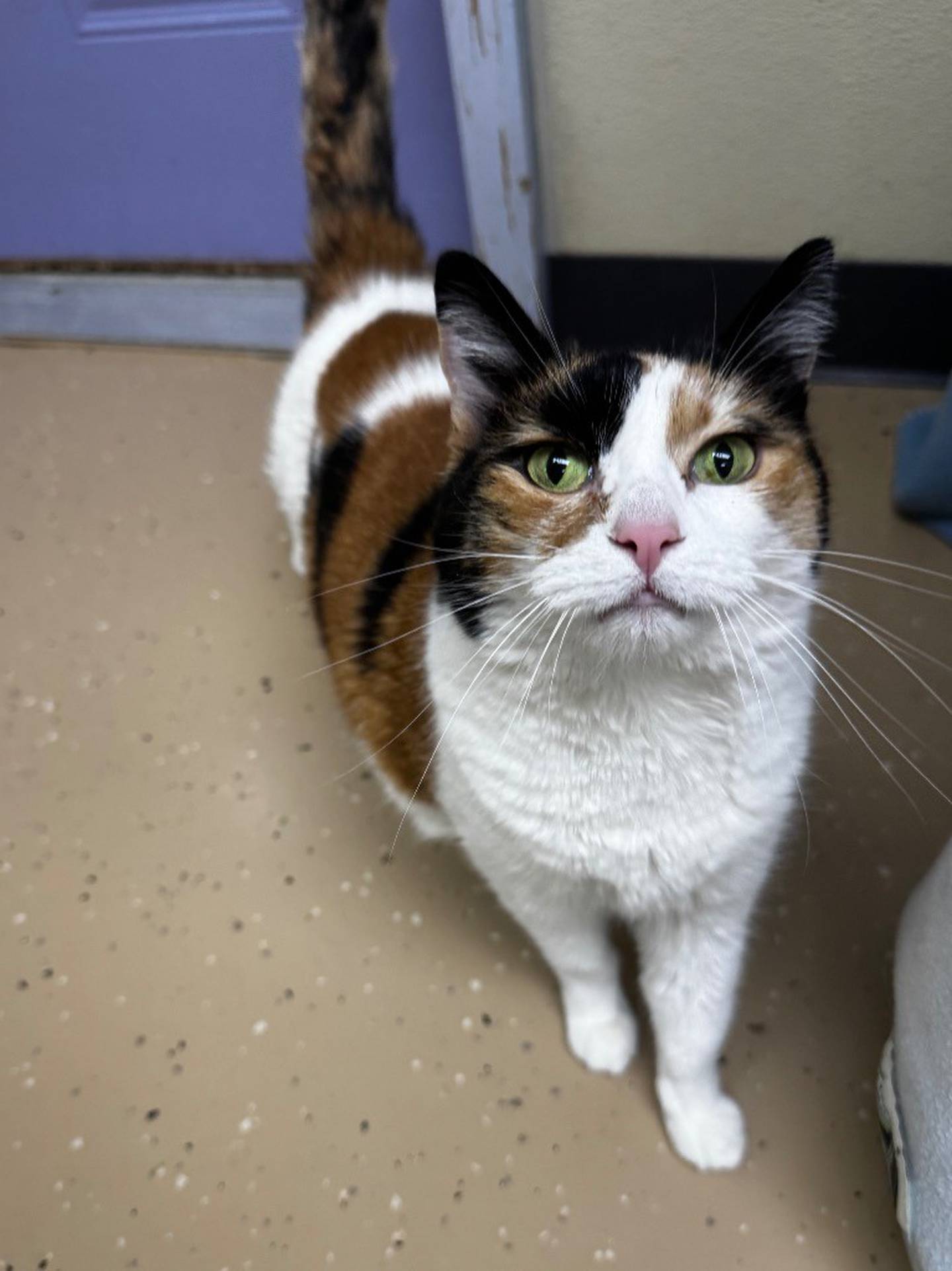 Samantha is a sweet 10-year-old calico, whose owner loved her very much and gave her wonderful care until Samantha’s owner passed away. Samantha enjoys pets and lounging on fluffy blankets. She previously lived with a chill, small dog and did well. We are still working on cat introductions. To meet Samantha, visit the Will County Humane Society at willcountyhumane.com and follow the instructions for the adoption process.
