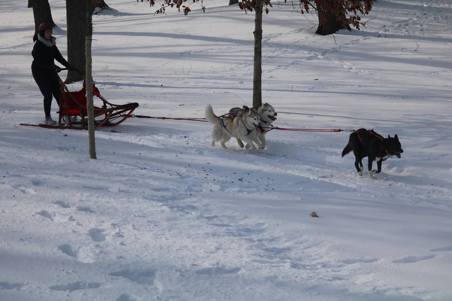 Spirit Siberian rescue pups take part in a sled dog demonstration held Saturday, Feb. 4, 2023 as part of the DeKalb Park District's seventh annual Polar Palooza.
