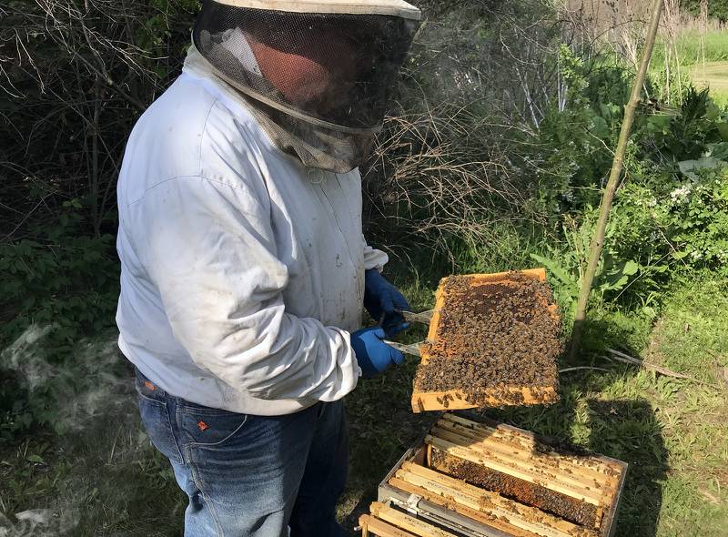 Sign up today for a beekeeping workshop to be ready for summer beekeeping. The deadline to register for the Will County Forest Preserve District’s Introduction to Successful Beekeeping Workshop is Wednesday, Feb. 14.