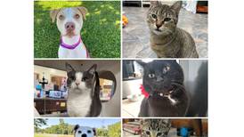 Will County Pets of the Week: Oct. 20, 2025