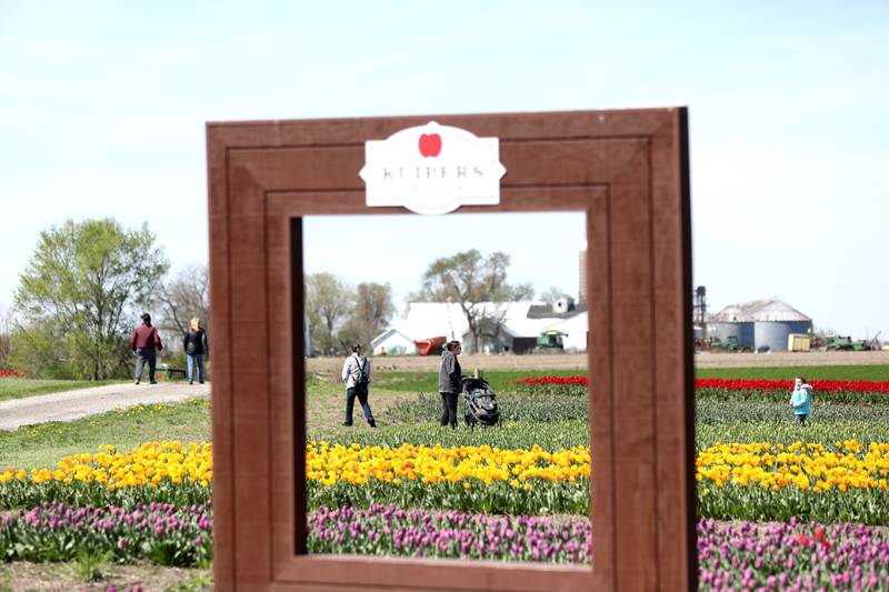 Patrons brave a windy day during the opening of the Midwest Tulip Festival at Kuipers Family Farm in Maple Park on Friday, April 19, 2024. The festival runs through May 12, 2024, dependent on the blooms.