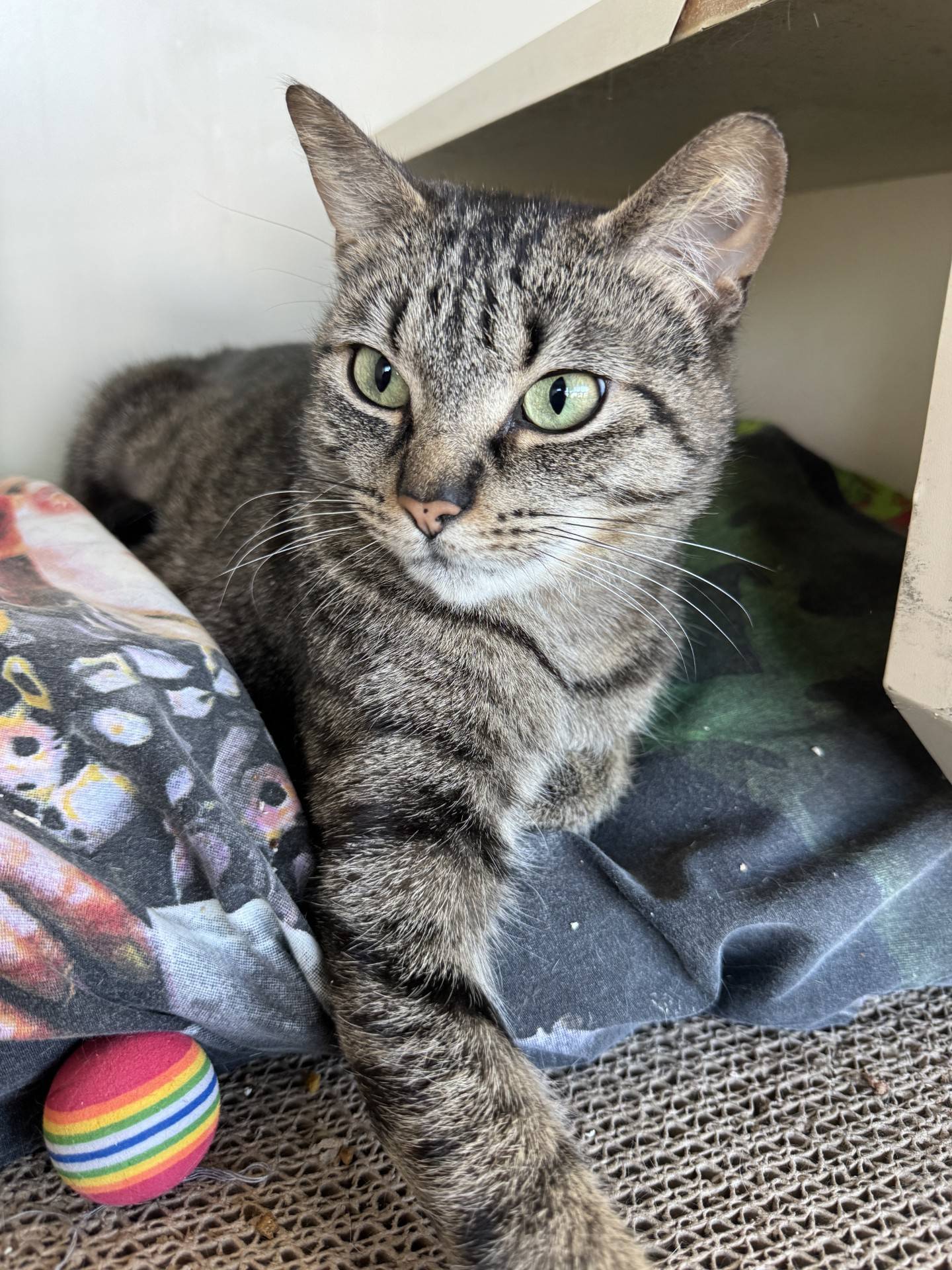 Karen is a sweet 2-year-old chatty tabby with a big personality and affectionate nature. She adores petting and ear scratches and may show her appreciation with a gentle kiss or a loving nuzzle. She is playful at heart - she is ready to stretch her legs and chase her favorite toys. To meet Karen, email Catadoptions@nawsus.org. Visit nawsus.org.