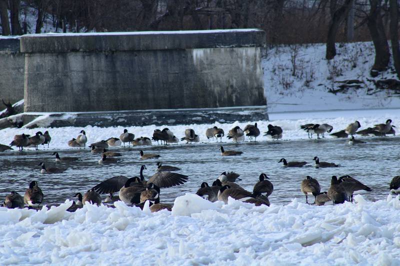 Ice was prevalent on the Rock River but the main stream was still flowing in this photo taken Dec. 28, 2022. The National Weather Service said flood risk for interior streams such as the Rock River are less than 50%, according to its long-range outlook.