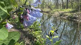 Video: Wildflowers flourish at Starved Rock State Park