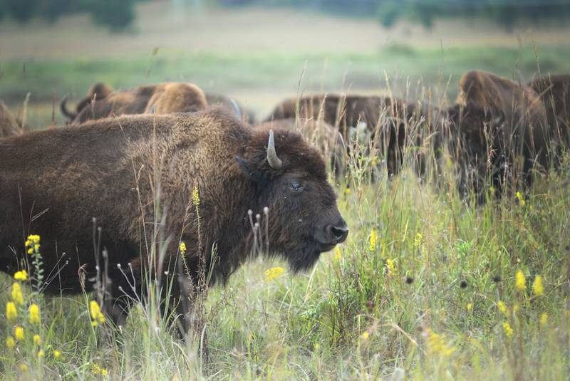 A bison walks with the herd at the Nachusa Grasslands, 2075 Lowden Road, Franklin Grove, on Saturday, Sept. 20, 2025. Wagon rides out to the prairie to see the bison were offered during the Grasslands' annual Autumn on the Prairie event.