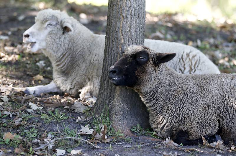 Sheep rest in the shade during a stop on the McHenry County Farm Stroll on Sunday, Sept. 28, 2025  at Hephzibah Farms in Hebron. The farm stroll, a self-guided tour of McHenry County’s family farms, featured farm tours, demonstrations and products for sale at eleven farms.