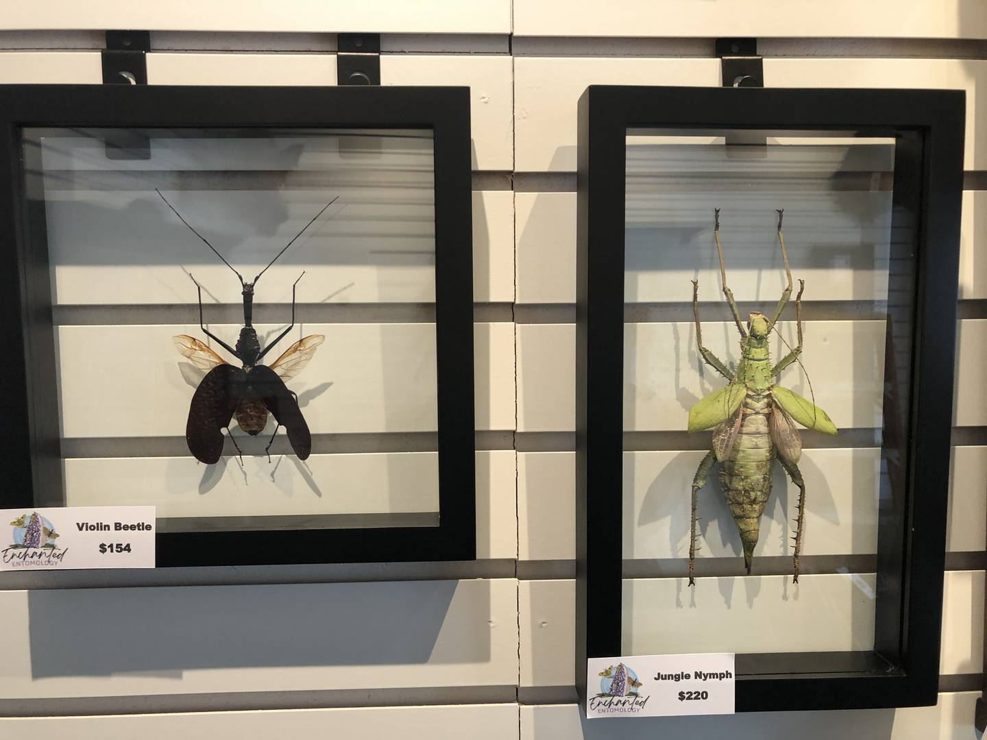 Taxidermy insect mountings are among the arts Lori Fisher has rescued from estate sales and second hand stores to repurpose at Preserved Peculiarities, one of the McHenry Riverwalk Shoppes set to open Friday, May 3, 2024.