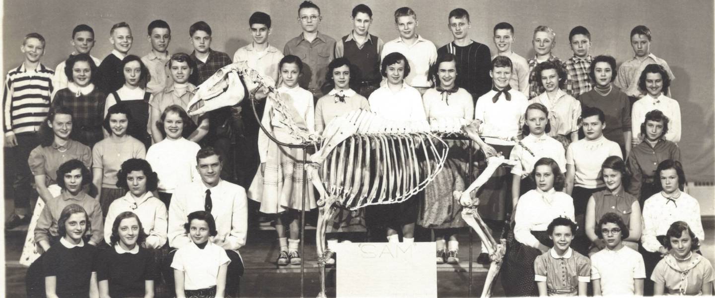 A yearbook photo of “Sam” and the Yorkville Grade School class that reconstructed his skeleton as part of a junior high science project. Teach Carl Olson, seated second row below the horse’s head, was in charge. Much of the work took place in his basement. The horse was found dead in a local farm field.