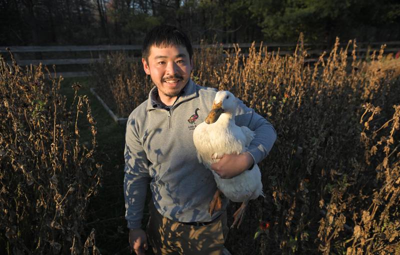 Chris Yamamoto owns Little Ducky Flower Farm, a pick-your-own flower farm in Barrington Hills and wants the village to change zoning laws to allow him to continue to operate. He poses on the farm with one of many ducks, this one named Duck Norris, on W. Dundee Rd. on Monday, Nov. 11, 2024.