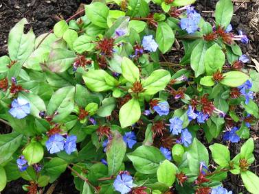 Down the Garden Path: Space to fill? Consider ground covers